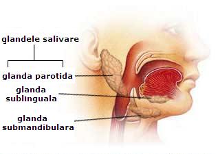 Cavitatea bucala si glandele salivare