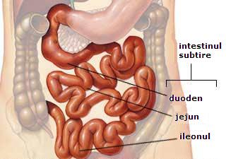 Intestinul subtire