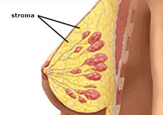 Stroma