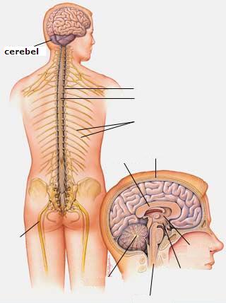 Creierul si sistemul nervos