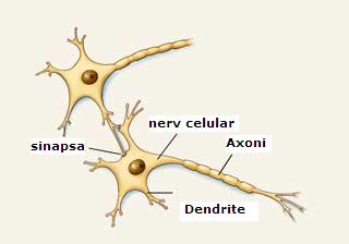 Celulele nervoase