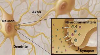 Neurotransmitatorii