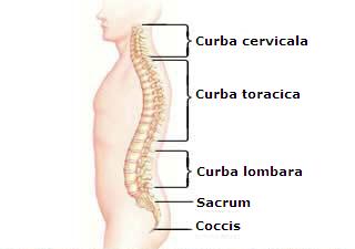 Curbele naturale ale coloanei vertebrale