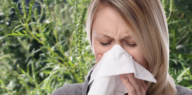 Alergia La Ambrozie Confundata Cu Viroza Ce Trebuie Neaparat Sa Stii